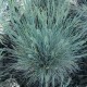 Festuca