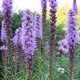 Liatris