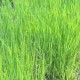 Panicum