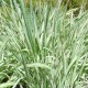 Phalaris