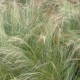 Stipa