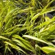 Hakonechloa