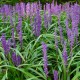 Liriope