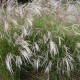 Miscanthus