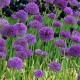 Allium