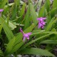 Bletilla