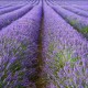 Lavandula