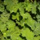 Alchemilla