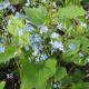 Brunnera