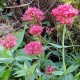 Centranthus