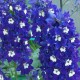 Delphinium