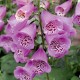 Digitalis