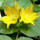 Lysimachia