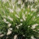 Pennisetum