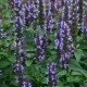 Agastache