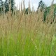 Calamagrostis