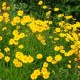 Coreopsis