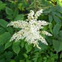 Astilbe arendsii 'Brautschleier'