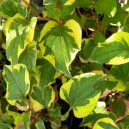 Houttuynia cordata 'Chameleon'