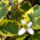 Houttuynia cordata 'Chameleon'