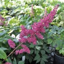 Astilbe japonica Red Sentinel 