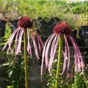 Echinacea pallida