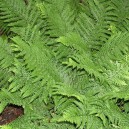 Dryopteris affinis 'Crispa'