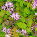 Epimedium grandiflorum 'Lilafee'