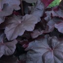 Heuchera 'Obsidian' ®