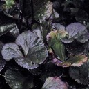 Ligularia dentata 'Midnight Lady'