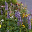 Agastache 'Black Adder'