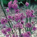 Verbena bonariensis