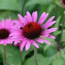 Echinacea purpurea 'Rubinstern'