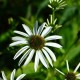 Echinacea purpurea 'Alba'