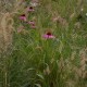 Echinacea purpurea