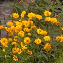 Coreopsis grandiflora 'Early Sunrise'