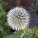 Echinops bannaticus 'Blue Globe'