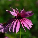 Echinacea purpurea 'Double Decker'