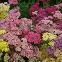 Achillea millefolium  'Summer Pastels'