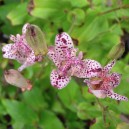 Tricyrtis formosana