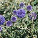 Echinops ritro 'Veitch's Blue'