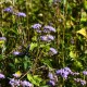 Eupatorium coelestinum