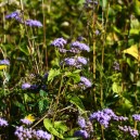 Eupatorium coelestinum