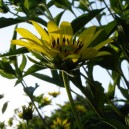 Helianthus atrorubens 'Gullick's Variety'