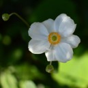 Anemone x hybrida 'Honorine Jobert'