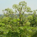 Angelica archangelica sin. Angelica officinalis