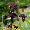 Angelica gigas