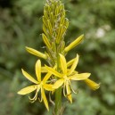 Asphodeline lutea