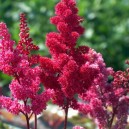 Astilbe arendsii  'Fanal'