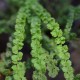 Athyrium filix-femina 'Frizelliae'